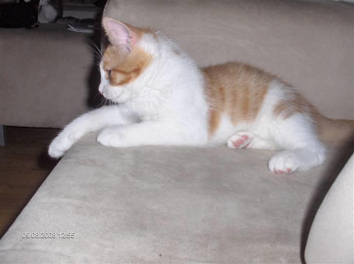 Huskat sunchine - hende og princess holder lige pause med at lege. billede 7