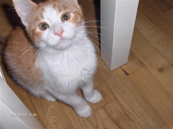 Huskat sunchine - Det er min lille nuller sunchine billede 8