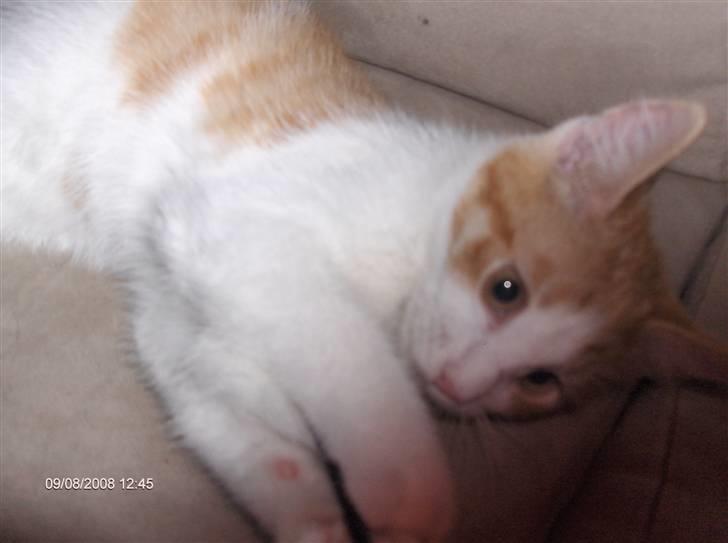 Huskat sunchine - Sunchine billede 9