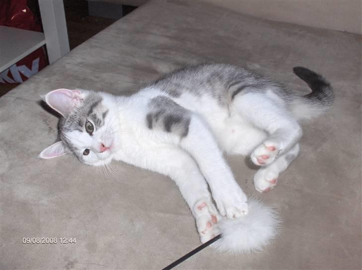 Huskat Princess - Hun elsker at lege. billede 6