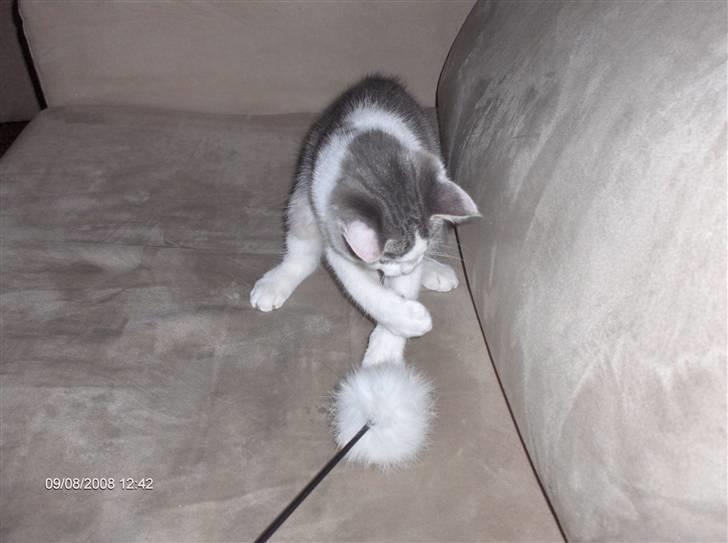 Huskat Princess - lege, lege og lege billede 7