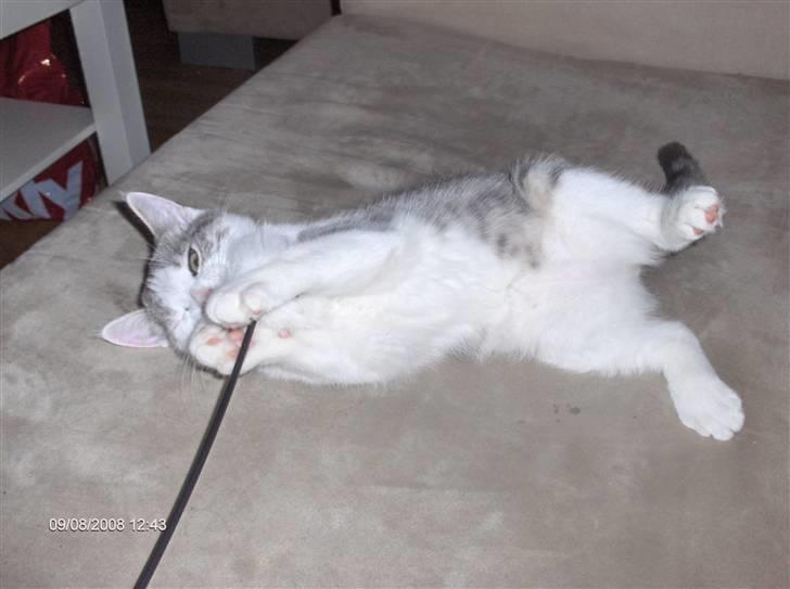 Huskat Princess - Og atter lege billede 8