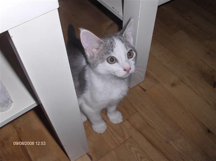 Huskat Princess - Min princess billede 9