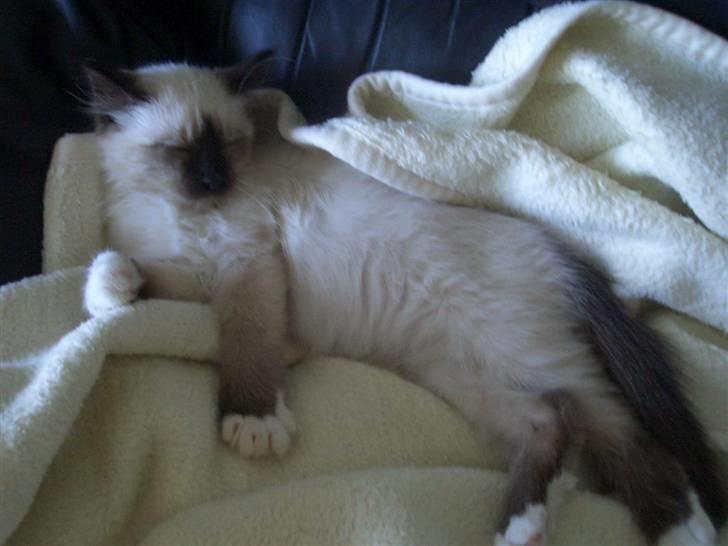 Hellig Birma Amadeaus - Død, RIP -  - Amadeaus flader ud. billede 6