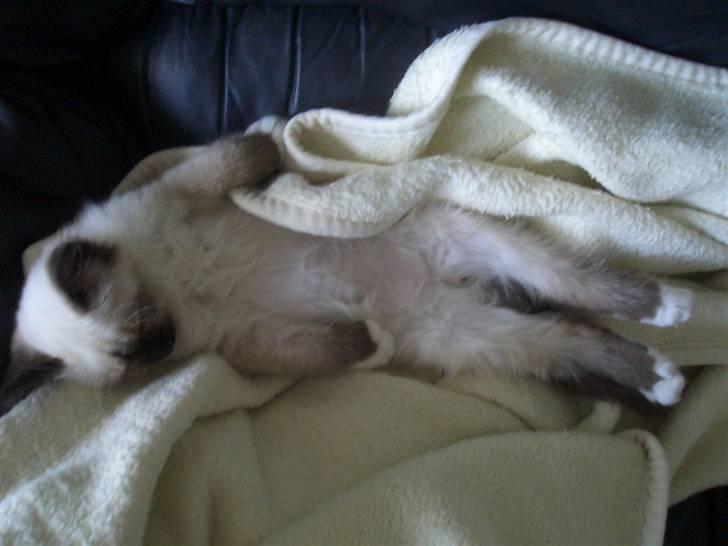 Hellig Birma Amadeaus - Død, RIP -  - Og igen.  billede 7