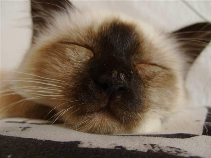 Hellig Birma Amadeaus - Død, RIP -  - Efter at have fået sin aftensmad xD billede 8