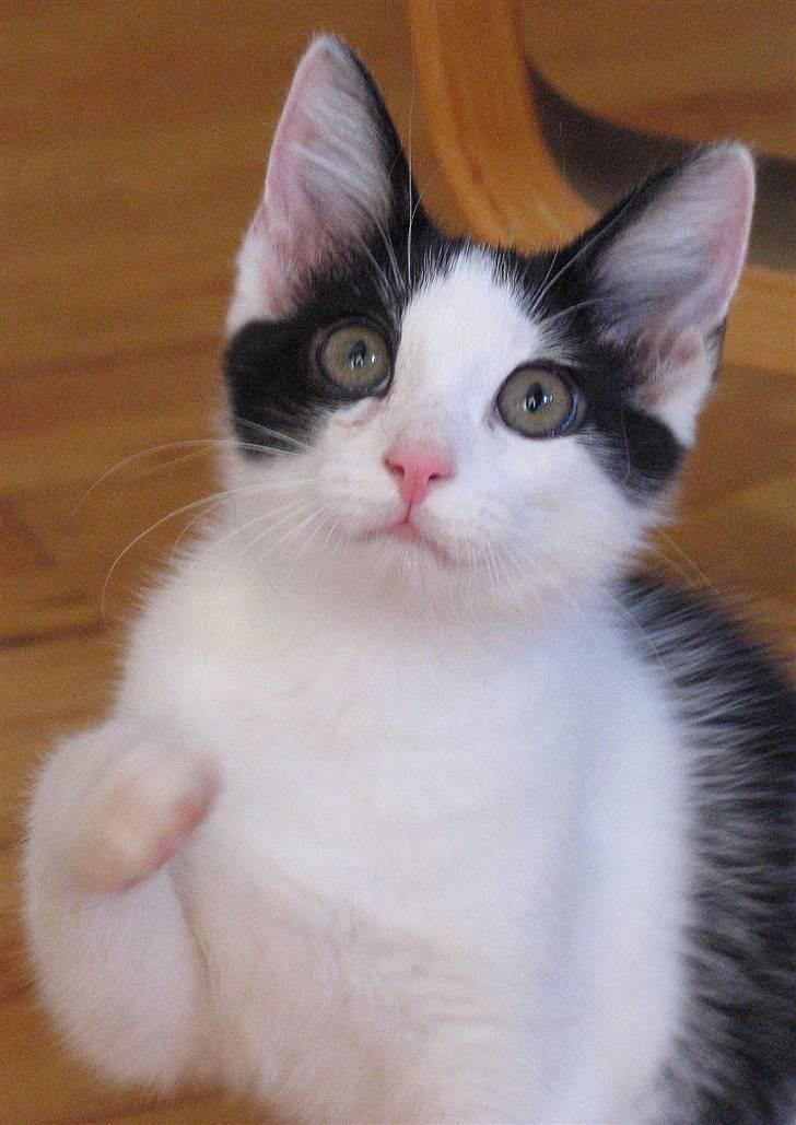 Huskat Alphonse billede 1