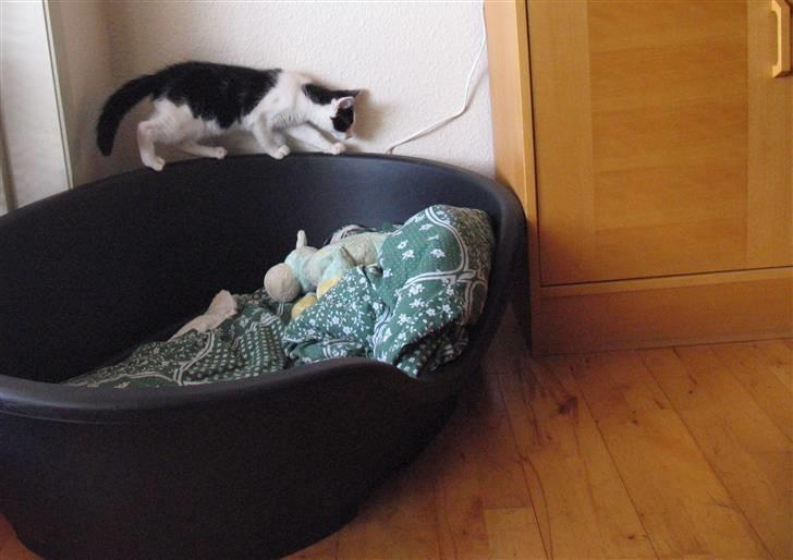 Huskat Alphonse billede 2