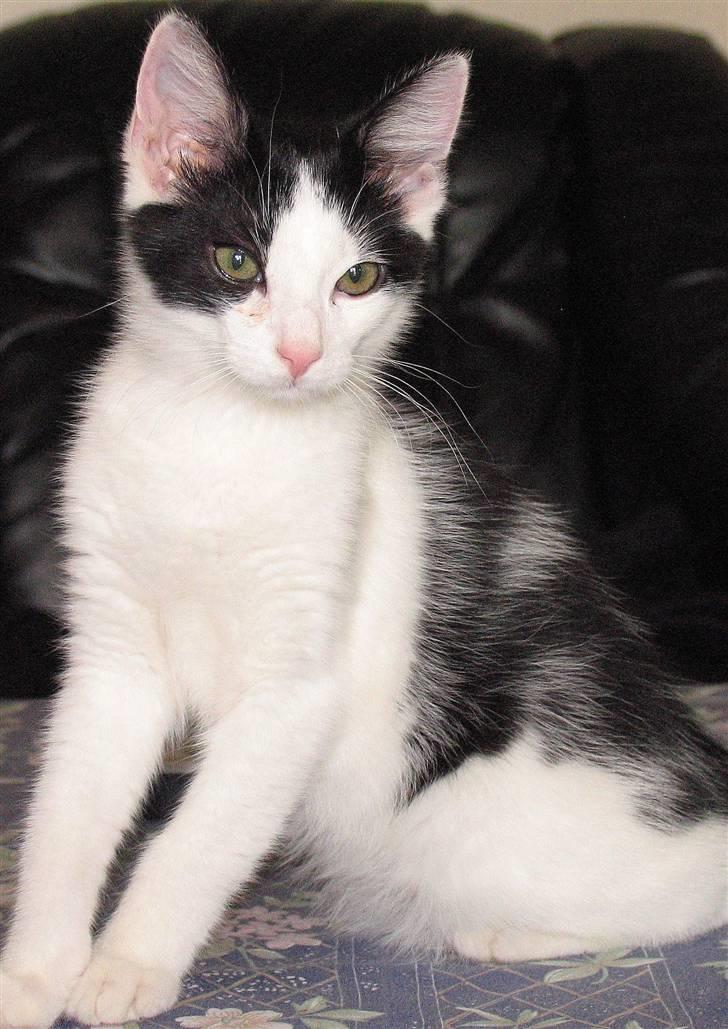 Huskat Alphonse billede 3