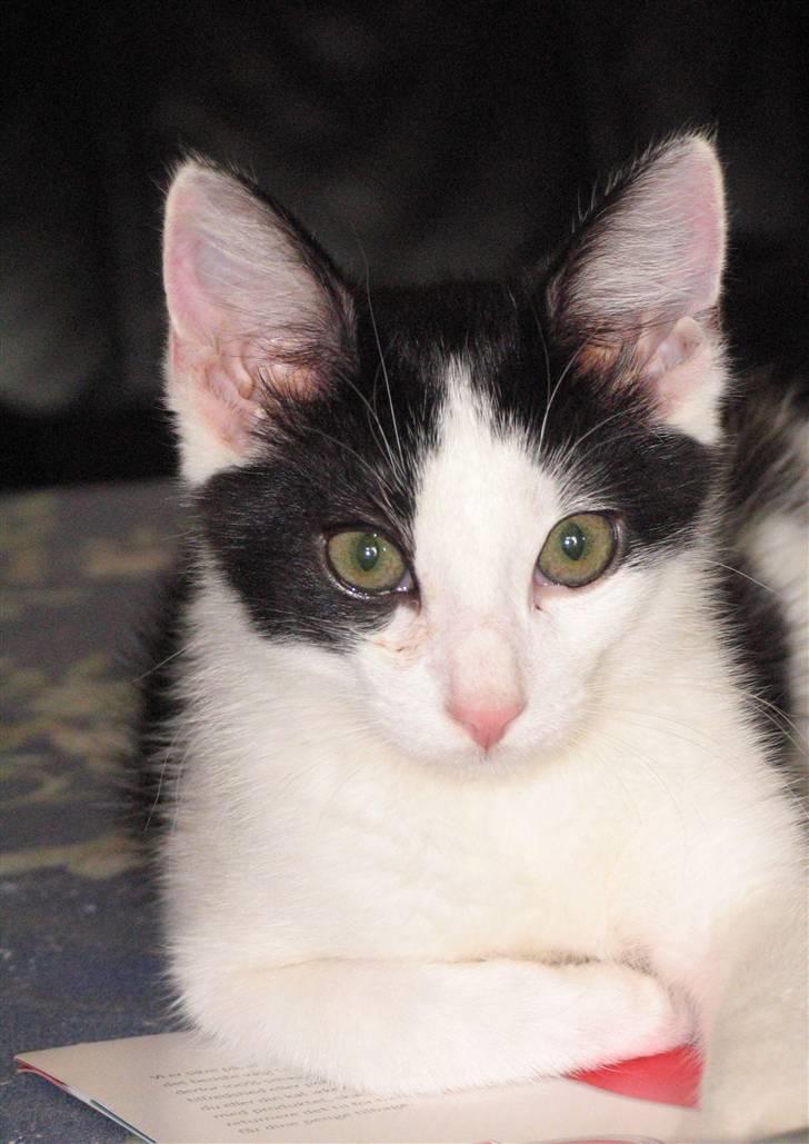 Huskat Alphonse billede 4