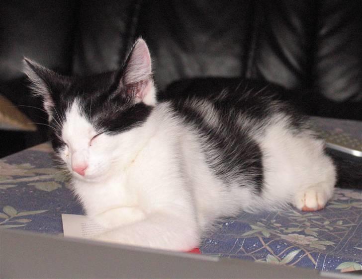 Huskat Alphonse billede 5