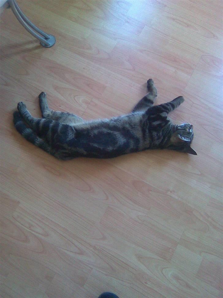 Blanding af racer Shanti billede 2