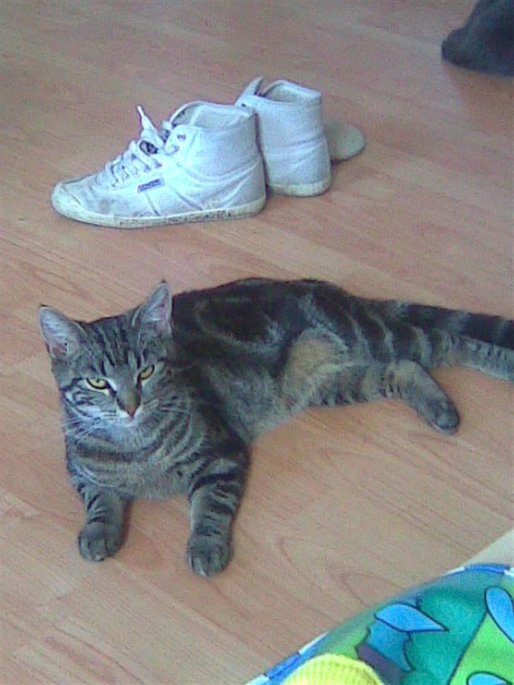 Blanding af racer Shanti billede 3