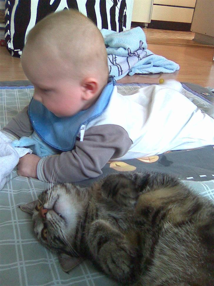 Blanding af racer Shanti billede 4