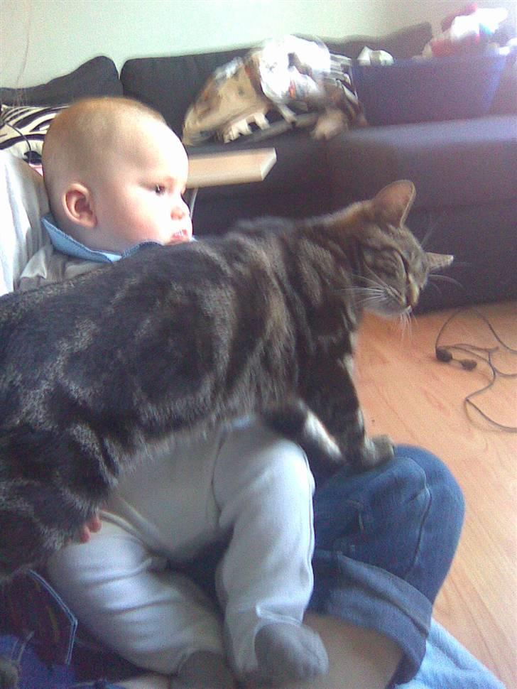 Blanding af racer Shanti billede 5