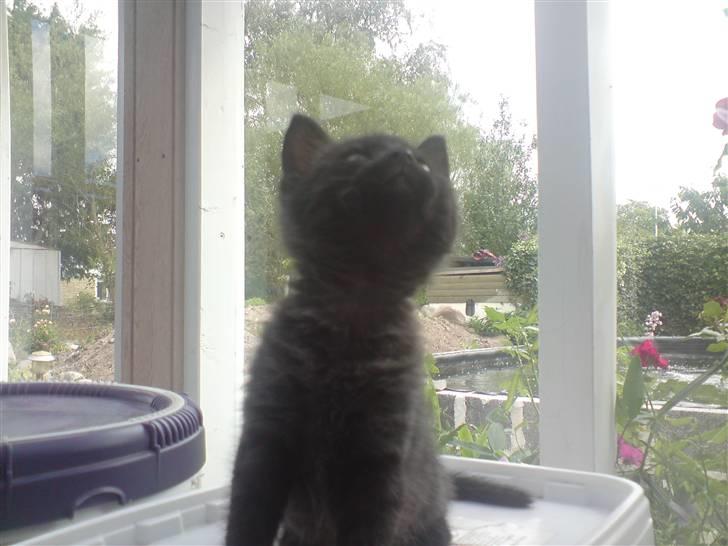 Huskat Raya billede 1