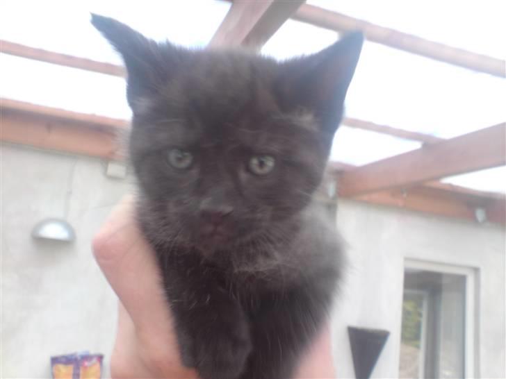 Huskat Raya billede 2