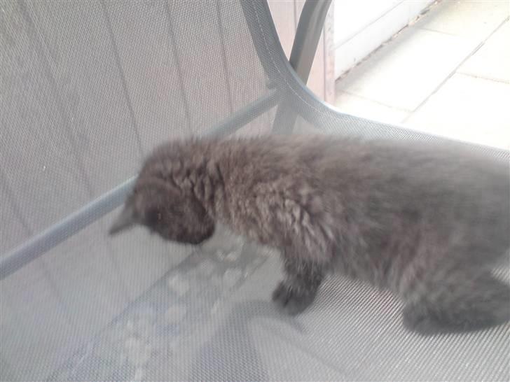 Huskat Raya billede 3