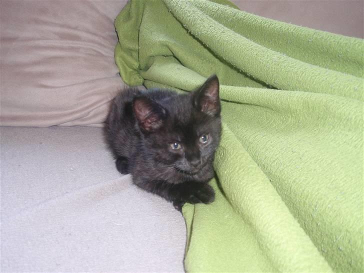 Huskat Raya billede 4