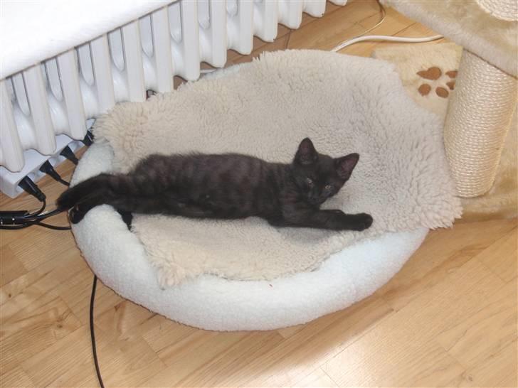 Huskat Raya billede 5