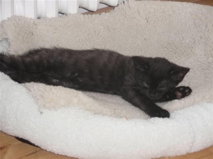 Huskat Raya billede 6