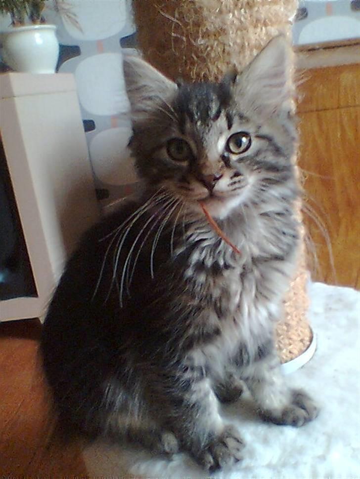 Blanding af racer Kong Arthur - Fræk med et strå i munden billede 1