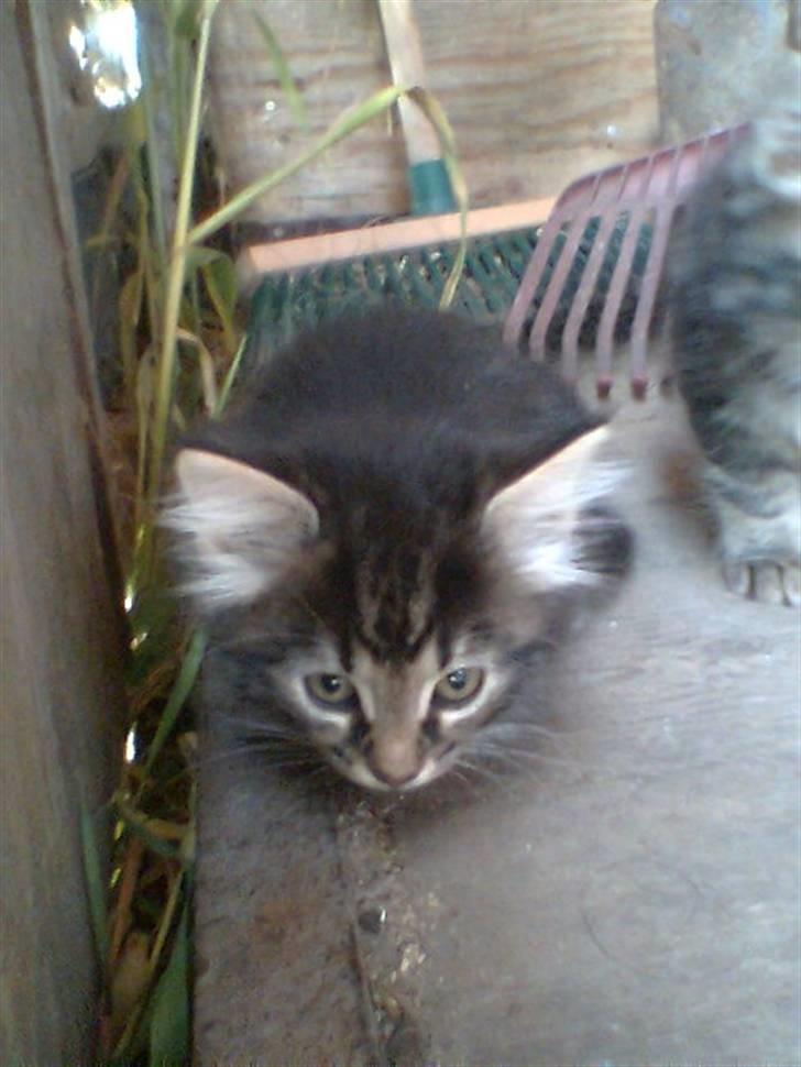 Blanding af racer Kong Arthur - Total Gremlin billede 2