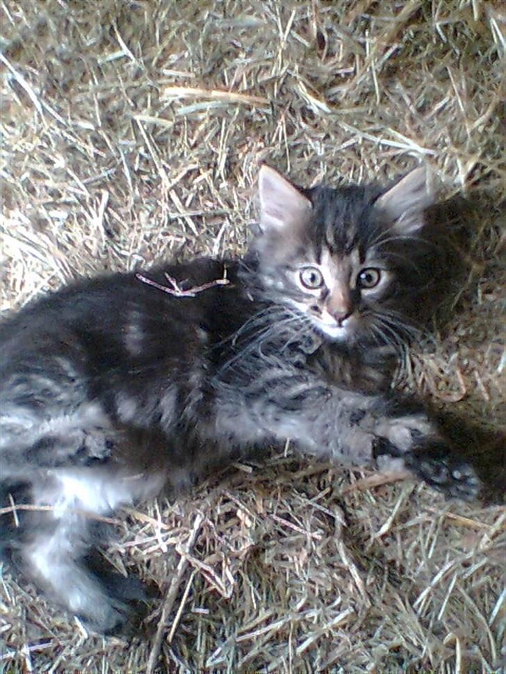 Blanding af racer Kong Arthur - Arthur 9 uger billede 3