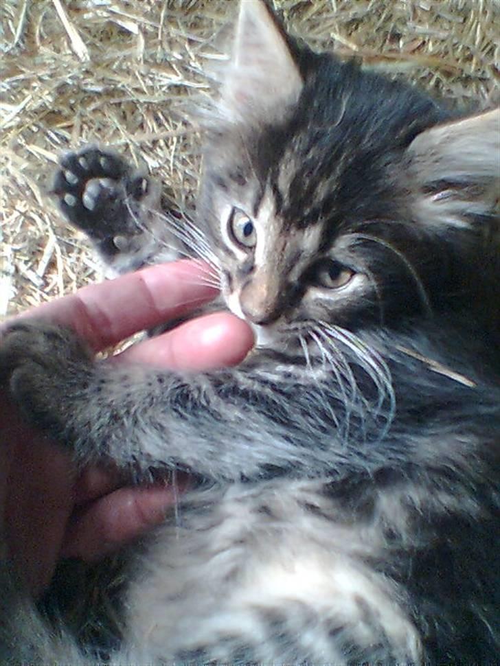 Blanding af racer Kong Arthur - Jeg spiser dig... billede 4