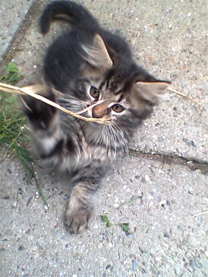 Blanding af racer Kong Arthur - Dø strå, dø... billede 5