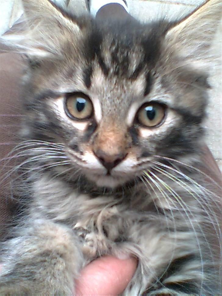 Blanding af racer Kong Arthur - Fine brune øjne billede 6