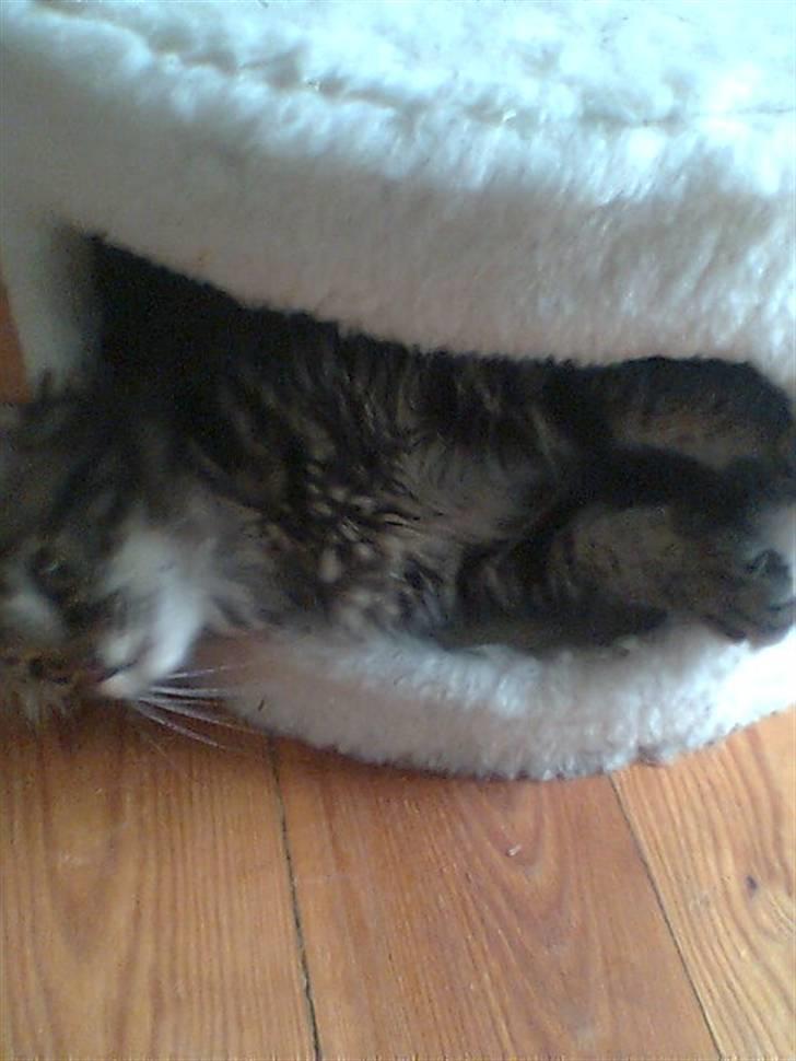 Blanding af racer Kong Arthur - Gemer mig billede 7