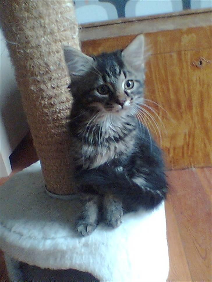 Blanding af racer Kong Arthur - Fræksak billede 8