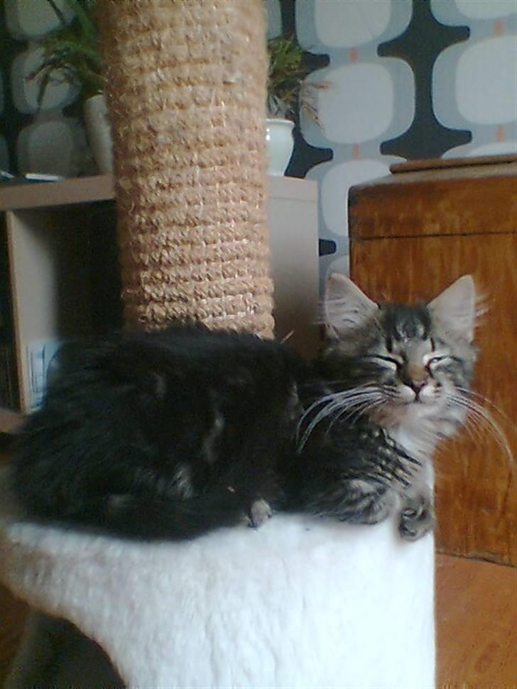 Blanding af racer Kong Arthur - Nu er jeg træt... billede 9