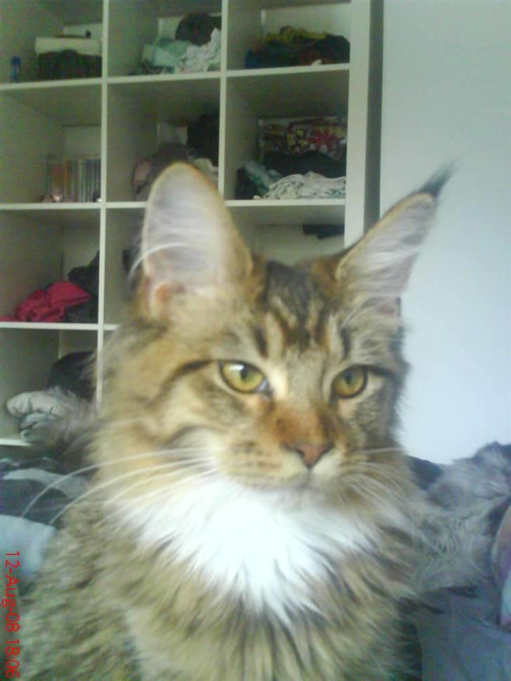 Maine Coon Dk Moviecoons honey bibi - (7 mdr) billede 1