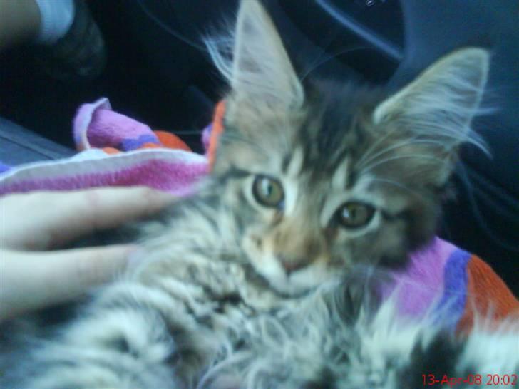 Maine Coon Dk Moviecoons honey bibi - her er jeg lige blevet hentet (12uger) billede 2