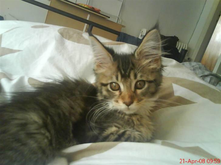 Maine Coon Dk Moviecoons honey bibi - Jeg hygger mig . (4 mdr) billede 3