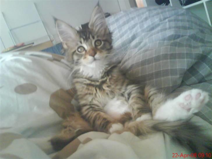 Maine Coon Dk Moviecoons honey bibi - Her sidder jeg jo godt . :D (4 mdr) billede 5