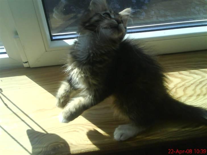 Maine Coon Dk Moviecoons honey bibi - Jeg er god til at fange fluer. :D (14 uger) billede 6