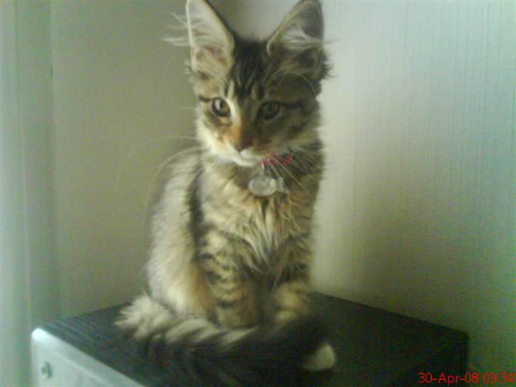 Maine Coon Dk Moviecoons honey bibi - Skal jeg lige lege fotomodel ? (4 mdr) billede 7