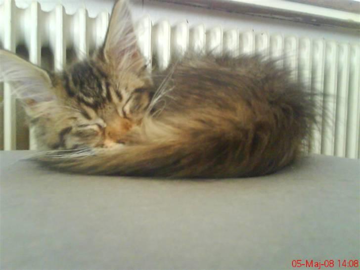 Maine Coon Dk Moviecoons honey bibi - Min yndelings sove plads. (5 mdr) billede 8