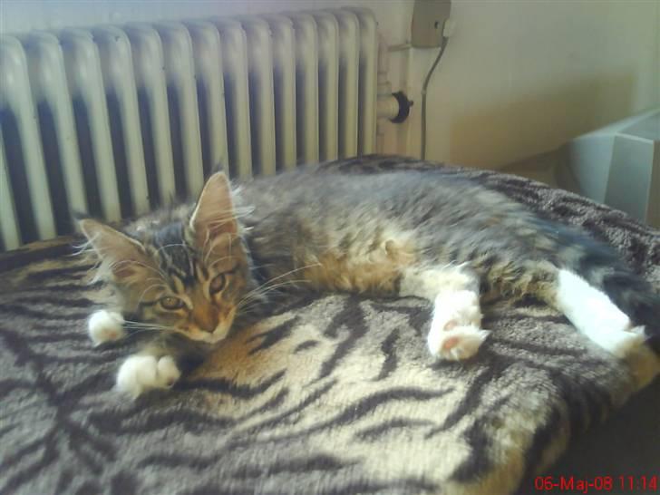 Maine Coon Dk Moviecoons honey bibi - Kamuflage . ;p (5 mdr) billede 9