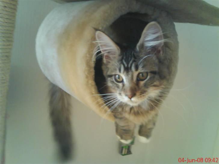 Maine Coon Dk Moviecoons honey bibi - Ska´ vi lege? (6 mdr) billede 10