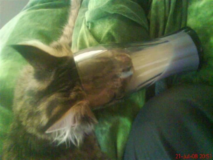 Maine Coon Dk Moviecoons honey bibi - Mor kiggede lige væk i 2 sek , så jeg grab chancen . :D (7 mdr) billede 11