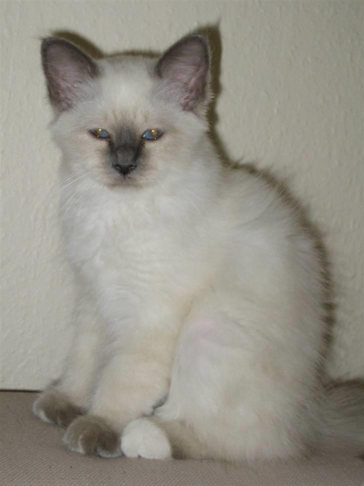 Hellig Birma Cæsar billede 1