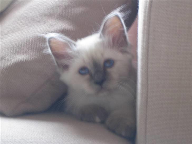 Hellig Birma Cæsar billede 2