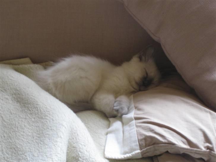 Hellig Birma Cæsar billede 3