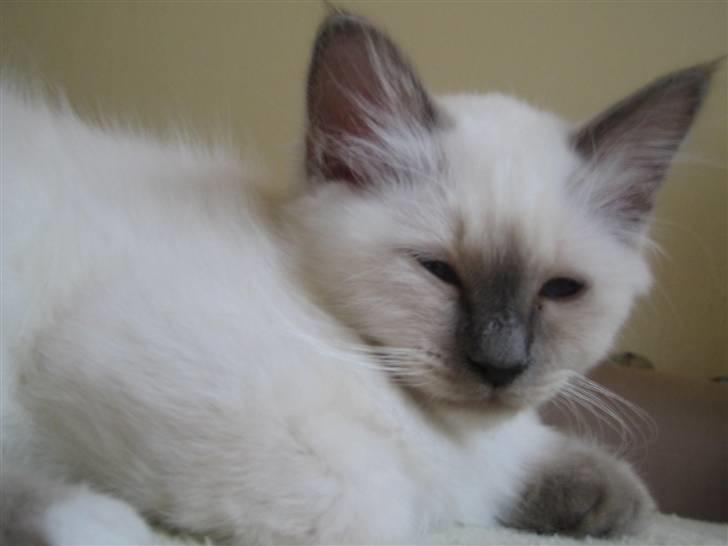 Hellig Birma Cæsar billede 4