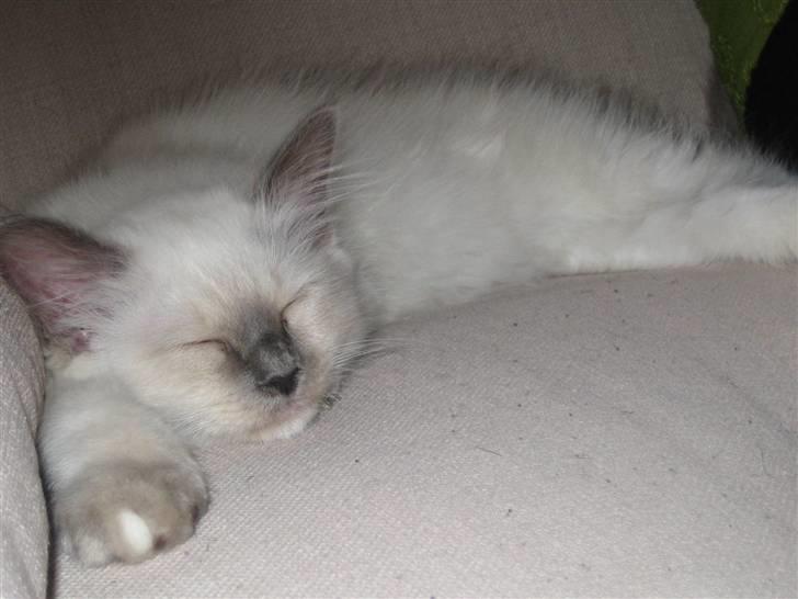 Hellig Birma Cæsar billede 5