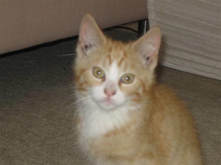 Huskat Rambo billede 1